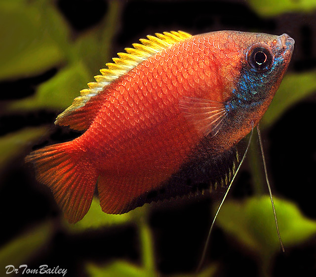 Premium Honey Gourami SALE - was $6.59