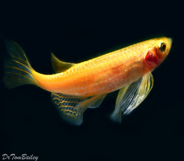 Premium Longfin Gold Zebra Danio, on SALE
