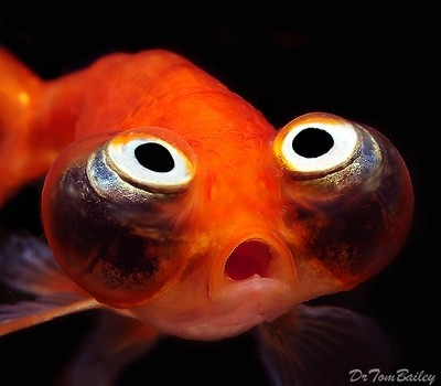 Premium Rare Gold Celestial-Eye Goldfish