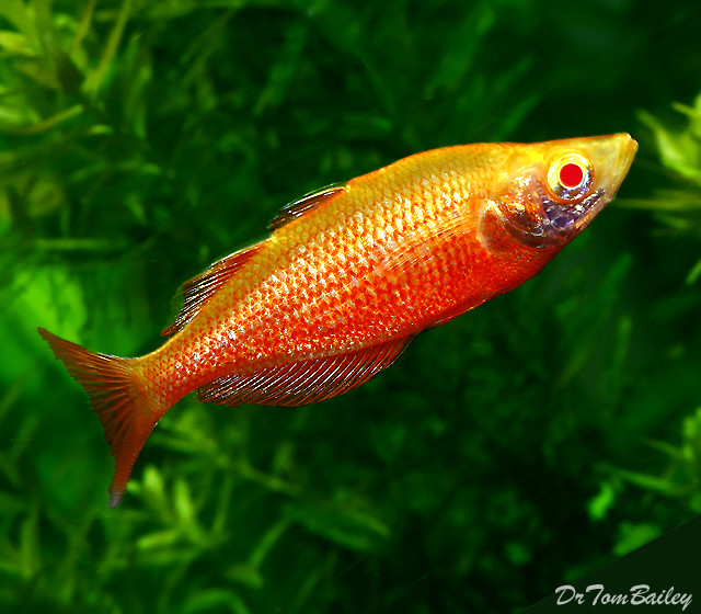 Premium Albino Irian Rainbowfish