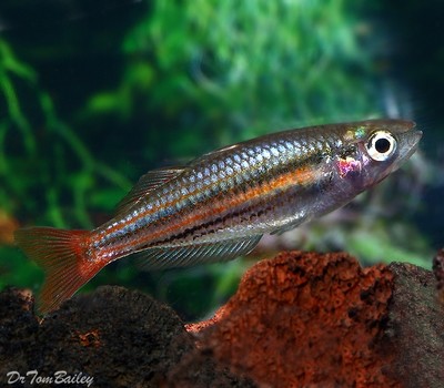 Premium Rare Splendida Rainbowfish