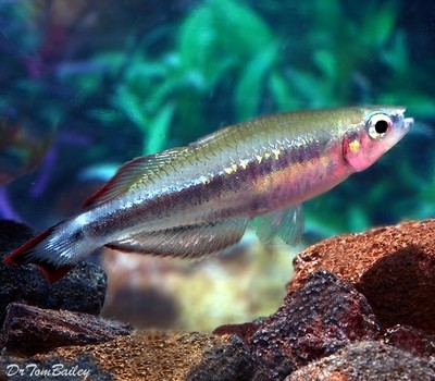 Premium Madagascar Rainbow