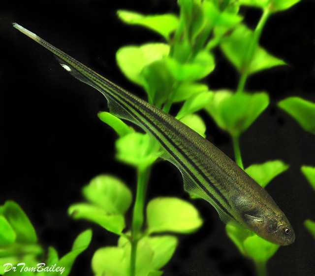 Premium WILD Glass Knifefish