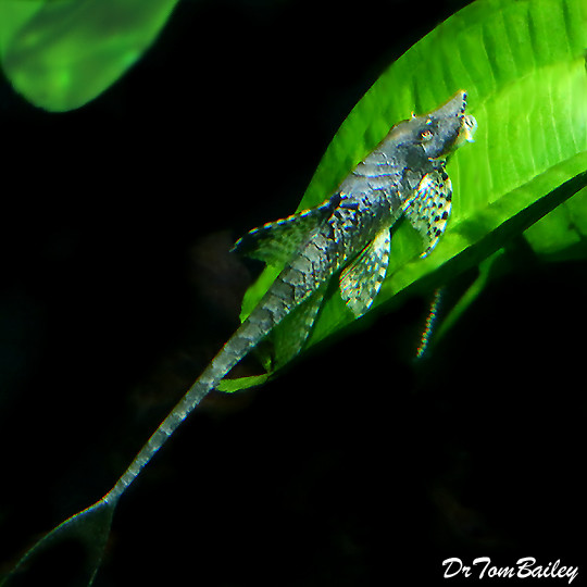 Premium Rare WILD, Whiptail Catfish