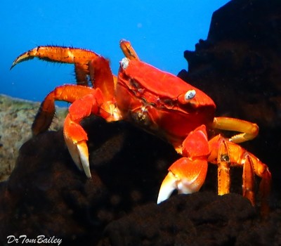 Premium New & Rare, Freshwater Red Chili Crab