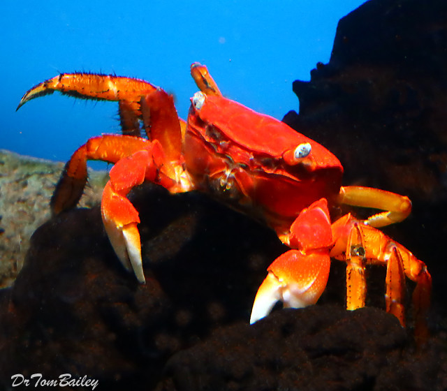 Premium New &amp; Rare, Freshwater Red Chili Crab