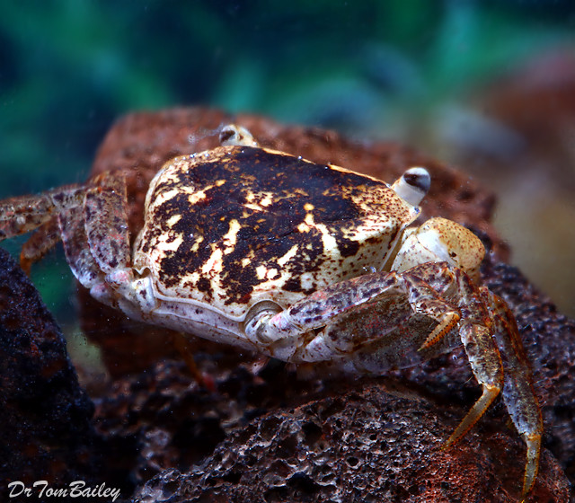 Premium Rare Batik Freshwater Crab