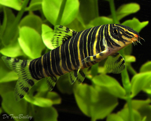 Premium Zebra Loach