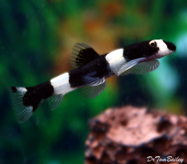 Premium Unique, New and Rare Panda Loach
