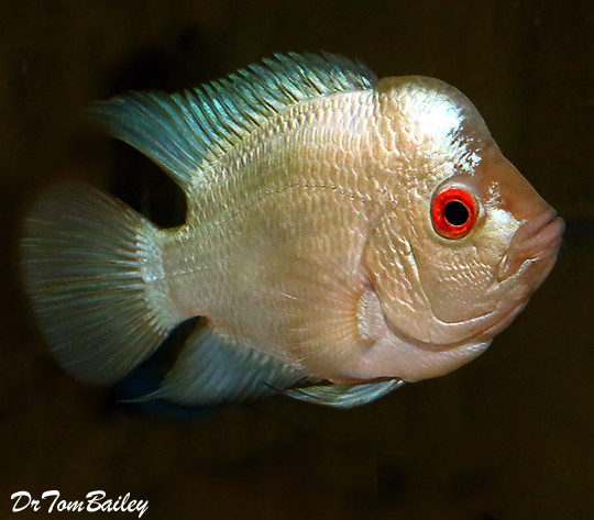 Premium Rare and New, Blue Diamond Flowerhorn Cichlid