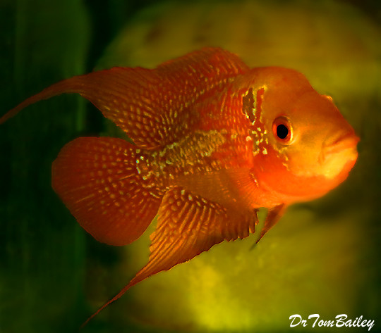Premium Rare and New, Red Chili Flowerhorn Cichlid