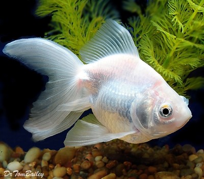 Premium Pearl White Ryukin Goldfish