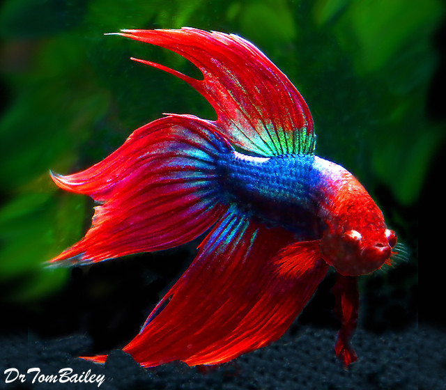Premium MALE Red &amp; Blue Betta Fish