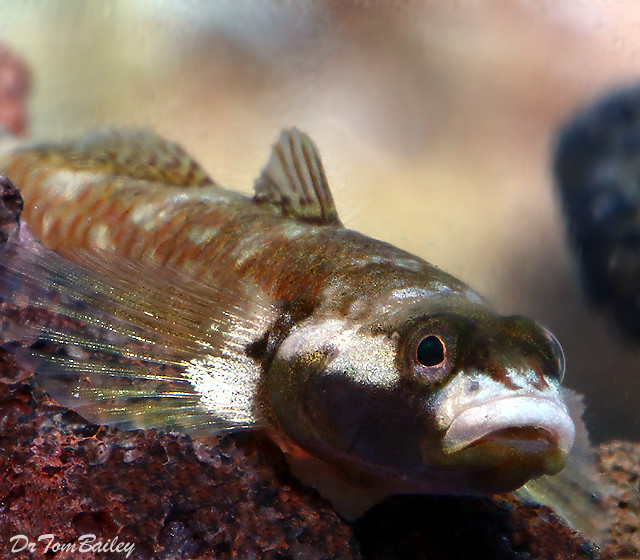 Premium Rare WILD White Cheek Goby