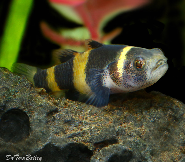 Premium WILD, Bumblebee Goby, Nano Fish