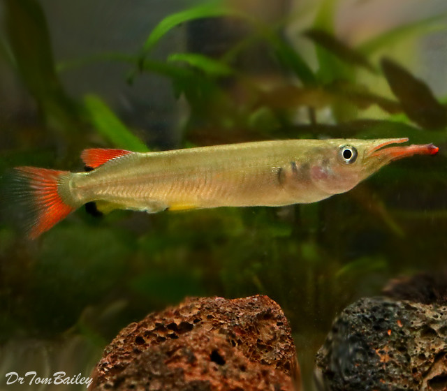 Premium Rare Celebes Halfbeak