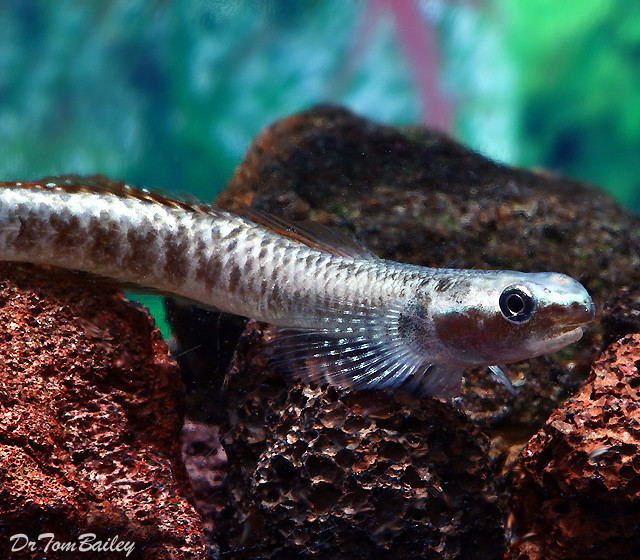 Premium WILD Rainbow Goby