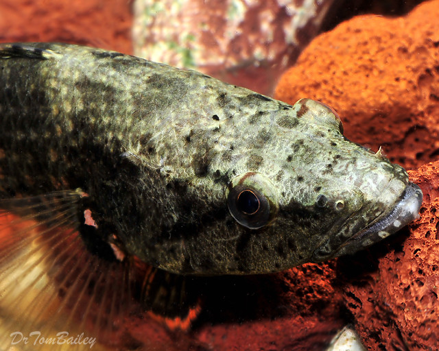 Premium New and Rare, Crazy Fish