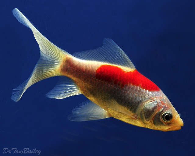 Premium Red &amp; White Pond Comet