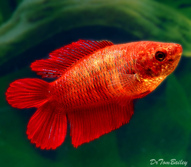 Premium FEMALE Natural Twin Tail Red Betta Fish