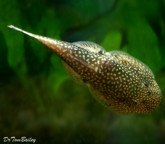 Premium New &amp; Rare, Borneo Hillstream Loach