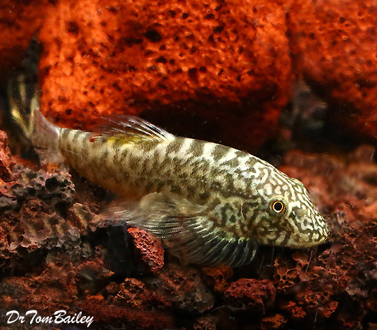Premium WILD, Rare, Chinese Hillstream Loach, Pseudogastromyzon cheni