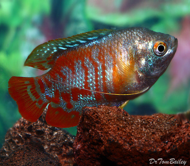 Premium MALE Young Peacock Dwarf Gourami