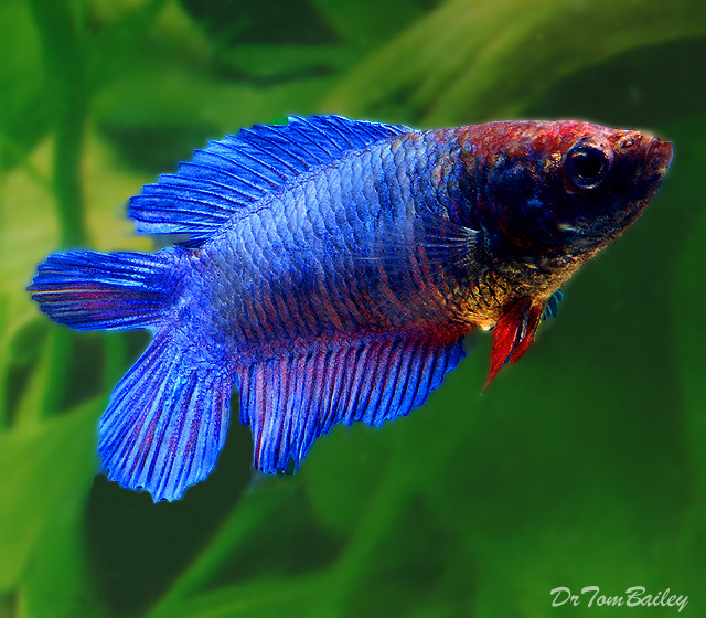 Premium FEMALE Natural Twin-Tail Blue Betta Fish
