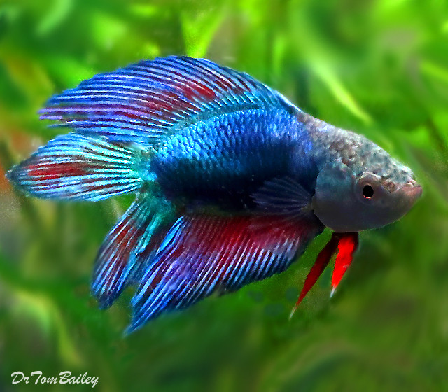 Premium, FEMALE, Natural Twin-Tail, Red and Blue Betta