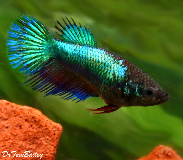 Premium FEMALE Turquoise Crowntail Betta Fish