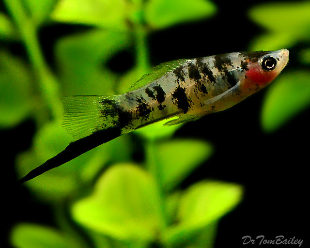 Premium Rare Dalmatian Swordtail