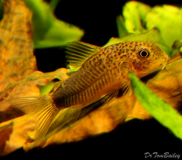 Premium WILD, Similis Corydoras Catfish