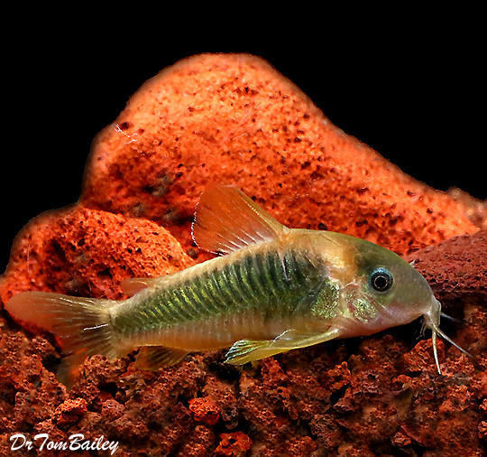 Premium WILD, New Gold and Green Corydoras Catfish