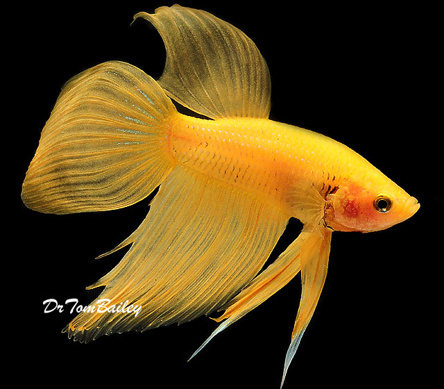 Premium MALE Yellow Betta Fish