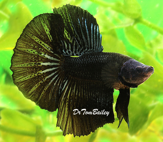Premium MALE Black Halfmoon Betta Fish
