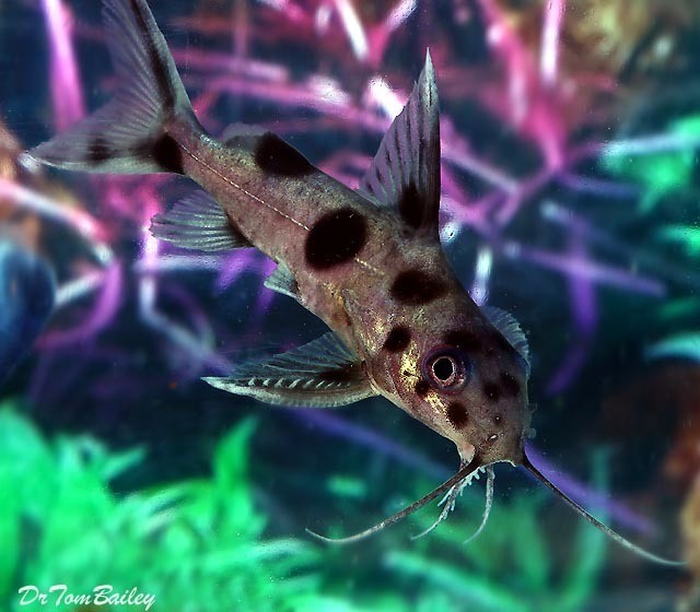 Premium Rare Synodontis Decorus Hybrid Catfish