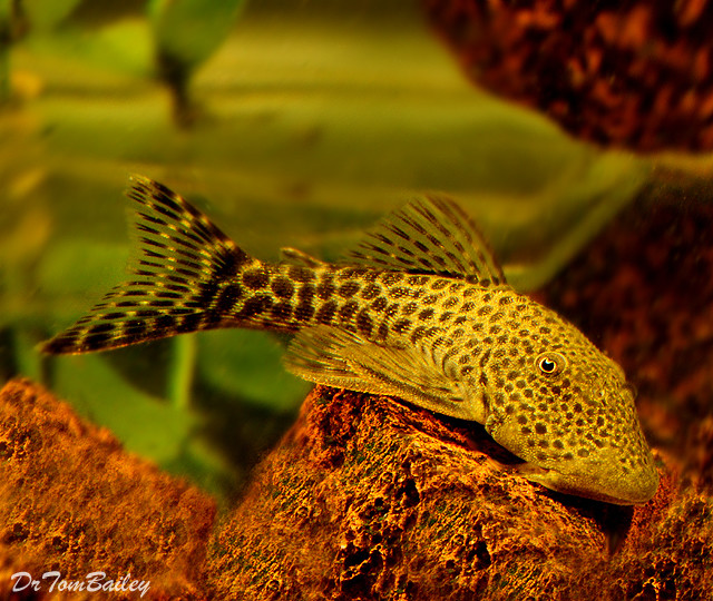 Premium WILD, Spotted Rubber Lip Pleco