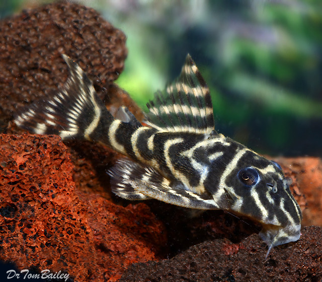 Premium WILD, New, and Rare Orinoco Zebra Pleco, Hypancistrus debilittera, L129