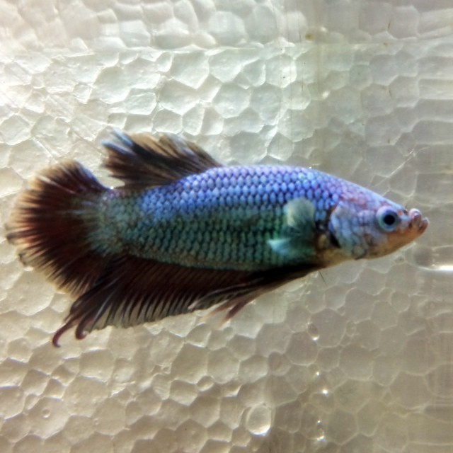 Premium MALE Dragonscale Plakat Betta Fish