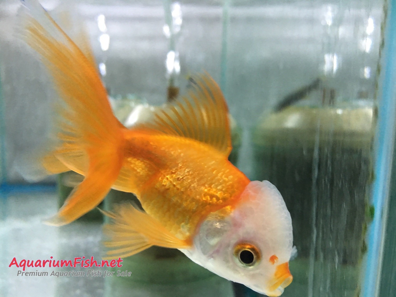 Premium WYSIWYG White Cap Oranda Goldfish