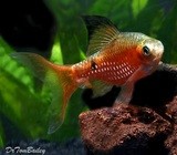 Premium MALE Neon Hifin Rosy Barb