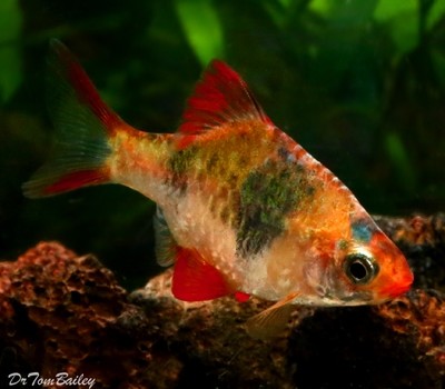 Premium Rare Marbled Tiger Barb