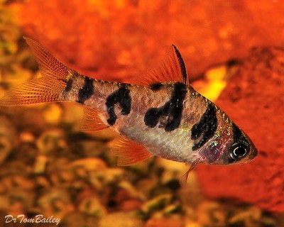 Premium Snakeskin Barb