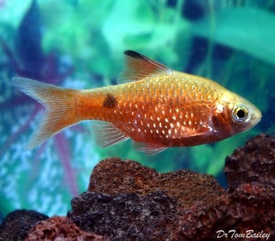 Premium Orange Rosy Barb