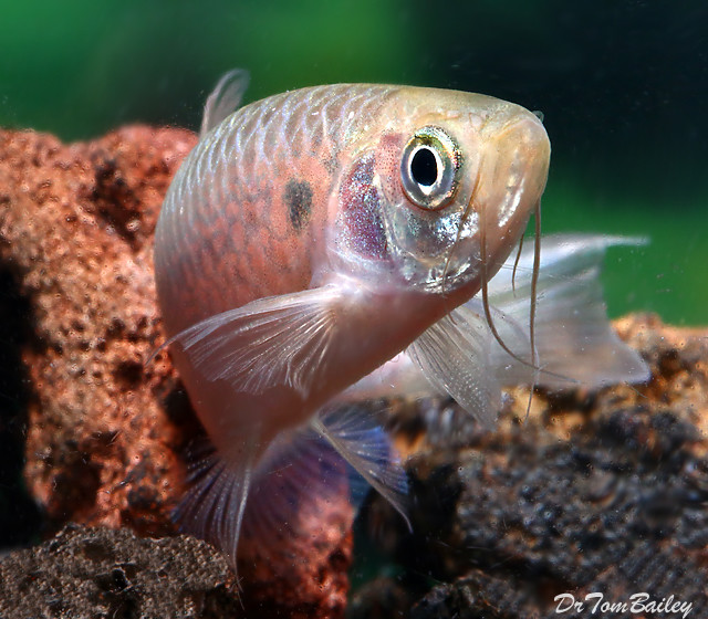 Premium Rare Moustached Danio
