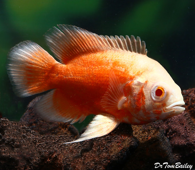 Premium Albino Red Oscar Cichlid