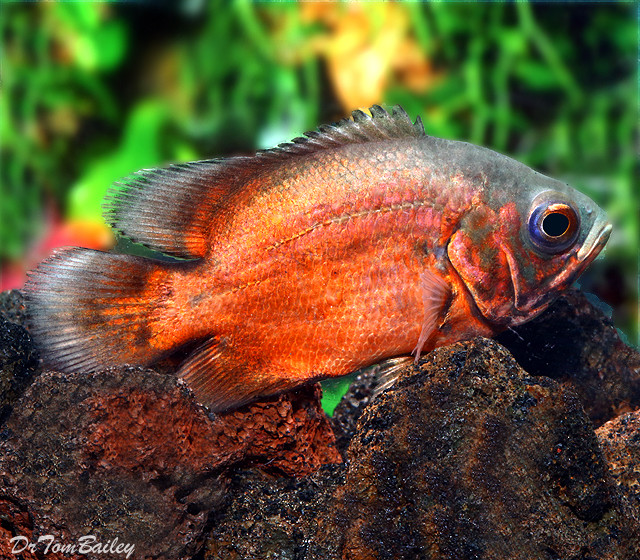 Premium Red Oscar Cichlid