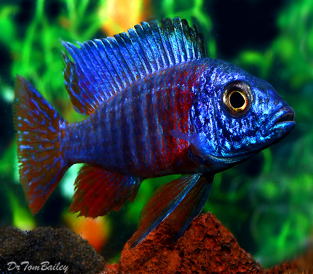 Premium Lake Malawi Blue Peacock Cichlid