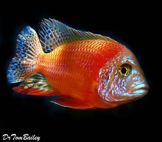 Premium Lake Malawi Ruby Red Peacock Cichlid