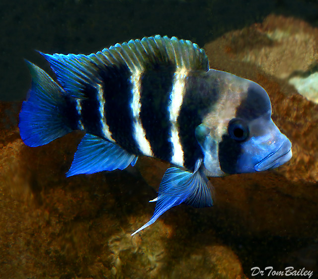 Premium Lake Tanganyika 6-Stripe Frontosa Cichlid